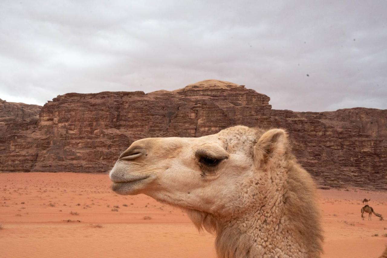Wadi Rum Nights Extérieur photo